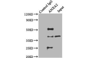 Immunoprecipitating ANXA2 in Hela whole cell lysate Lane 1: Rabbit control IgG instead of ABIN7144268 in Hela whole cell lysate. (Annexin A2 anticorps  (AA 2-339))