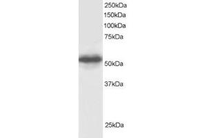 Image no. 1 for anti-G Protein Pathway Suppressor 1 (GPS1) (C-Term) antibody (ABIN374325) (GPS1 anticorps  (C-Term))