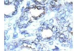 Image no. 3 for anti-Cyclin-Dependent Kinase 2 (CDK2) (C-Term) antibody (ABIN202994)