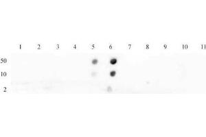 Histone H4K16ac antibody (pAb) tested by dot blot analysis. (Histone H4 anticorps  (acLys16))