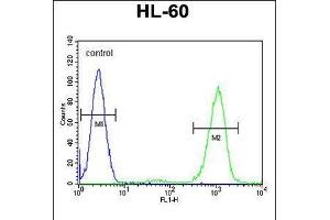 Flow cytometric analysis of HL-60 cells (right histogram) compared to a negative control cell (left histogram). (ADA anticorps  (C-Term))