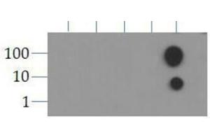 Dot Blot of Rabbit Histone H3 [ac Lys9] Antibody.