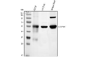 Western blot analysis of CYP1A2 using anti-CYP1A2 antibody (ABIN3043820).