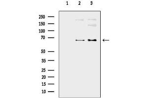 Western blot analysis of lysates from various samples, using Phospho-NF-kB p65 (Ser536) Antibody.