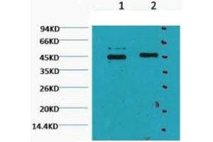 Western Blot (WB) analysis of HeLa, diluted at 1) 1:2000, 2) 1:5000. (Caspase 9 anticorps)