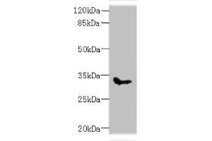 Western blot All lanes: SLC25A51 antibody at 8 μg/mL + Mouse kidney tissue Secondary Goat polyclonal to rabbit IgG at 1/10000 dilution Predicted band size: 34 kDa Observed band size: 34 kDa