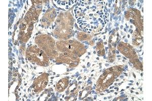 ACP1 antibody was used for immunohistochemistry at a concentration of 4-8 ug/ml to stain Epithelial cells of renal tubule (arrows) in Human Kidney. (ACP1 anticorps  (N-Term))