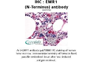 Image no. 1 for anti-Egf-Like Module Containing, Mucin-Like, Hormone Receptor-Like 1 (EMR1) (Extracellular Domain), (N-Term) antibody (ABIN1733990)