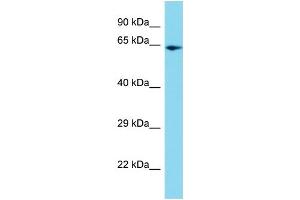 Host: Rabbit Target Name: PPIL4 Sample Type: HepG2 Whole Cell lysates Antibody Dilution: 1. (PPIL4 anticorps  (C-Term))