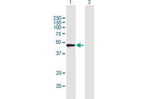 Western Blot analysis of TRIM62 expression in transfected 293T cell line by TRIM62 MaxPab polyclonal antibody. (TRIM62 anticorps  (AA 1-475))