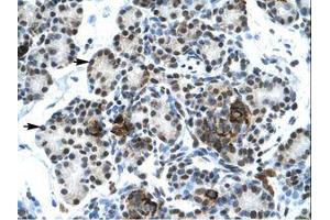 Image no. 1 for anti-V-Ets erythroblastosis Virus E26 Oncogene Homolog 1 (Avian) (ETS1) (AA 52-101) antibody (ABIN202532)