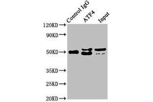 Immunoprecipitating ATF4 in Hela whole cell lysate Lane 1: Rabbit control IgG instead of ABIN7127347 in Hela whole cell lysate.