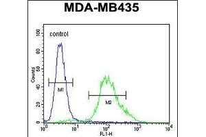 ZNF98 Antibody (C-term) (ABIN654480 and ABIN2844215) flow cytometric analysis of MDA-M cells (right histogram) compared to a negative control cell (left histogram). (ZNF98 anticorps  (C-Term))