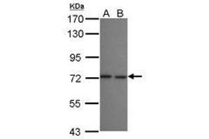 Image no. 1 for anti-SEC16 Homolog B (SEC16B) (N-Term) antibody (ABIN1494081)