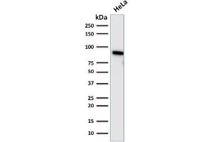 Western Blot Analysis of human HeLa cell lysate using TLE1 Mouse Monoclonal Antibody (TLE1/2085). (TLE1 anticorps  (AA 175-338))