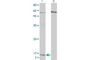 Western Blot analysis of PPBP expression in transfected 293T cell line by PPBP monoclonal antibody (M01), clone 3B9. (CXCL7 anticorps  (AA 37-128))