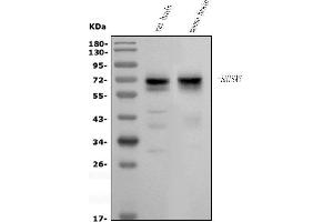 anti-Shisa Homolog 7 (SHISA7) (AA 308-535) antibody