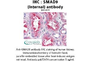 Image no. 1 for anti-SMAD Family Member 9 (SMAD9) (Internal Region) antibody (ABIN1739455) (SMAD9 anticorps  (Internal Region))
