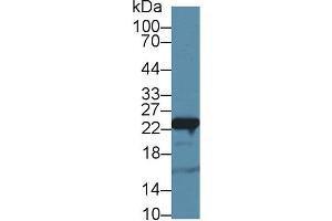 Western Blot; Sample: Mouse Liver lysate; Primary Ab: 3µg/ml Rabbit Anti-Rat GSTp Antibody Second Ab: 0.