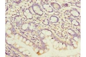 Immunohistochemistry of paraffin-embedded human small intestine tissue using ABIN7162961 at dilution of 1:100 (PEX19 anticorps  (AA 1-299))