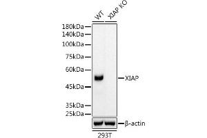 Western blot analysis of extracts from wild type (WT) and XIAP knockout (KO) 293T cells, using XIAP antibody (ABIN7271400) at 1:5000 dilution.