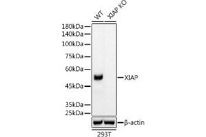 Western blot analysis of extracts from wild type (WT) and XIAP knockout (KO) 293T cells, using XIAP antibody (ABIN7271400) at 1:5000 dilution. (XIAP anticorps)