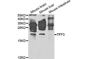 Western blot analysis of extracts of various cell lines, using TFF3 antibody (ABIN5971028) at 1/1000 dilution. (TFF3 anticorps)