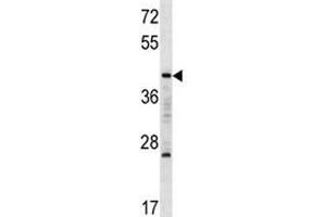 MAFA antibody western blot analysis in K562 lysate. (MAFA anticorps  (AA 286-315))