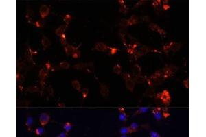 Immunofluorescence analysis of NIH/3T3 cells using WDR81 Polyclonal Antibody at dilution of 1:100. (WDR81 anticorps)