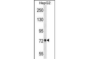 Western blot analysis in HepG2 cell line lysates (35ug/lane). (ACSS2 anticorps  (AA 261-290))