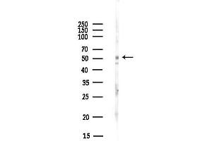 anti-Tripartite Motif Containing 72 (TRIM72) antibody