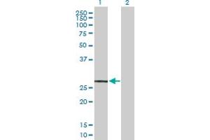 Western Blot analysis of MRGPRX2 expression in transfected 293T cell line by MRGPRX2 MaxPab polyclonal antibody.