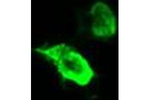 Image no. 3 for anti-tRNA Methyltransferase 2 Homolog A (TRMT2A) antibody (ABIN1501514) (TRMT2A anticorps)