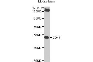 Western blot analysis of extracts of mouse brain, using CD47 Antibody (ABIN5974380) at 1/1000 dilution. (CD47 anticorps)