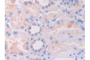 DAB staining on IHC-P; Samples: Human Kidney Tissue (FIL1d anticorps  (AA 12-151))