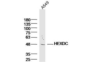 A549 lysates probed with HEXDC Polyclonal Antibody, Unconjugated  at 1:300 dilution and 4˚C overnight incubation. (HEXDC anticorps  (AA 1-100))