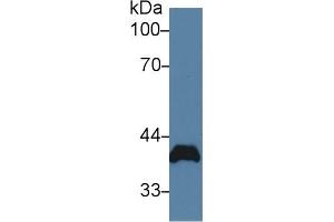Western Blot; Sample: Rat Heart lysate; Primary Ab: 2µg/ml Rabbit Anti-Rat PVR Antibody Second Ab: 0. (Poliovirus Receptor anticorps  (AA 22-255))