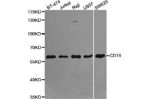 Western blot analysis of extracts of various cell lines, using CD19 antibody. (CD19 anticorps  (AA 351-556))