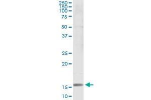 Immunoprecipitation of SH2D1B transfected lysate using anti-SH2D1B monoclonal antibody and Protein A Magnetic Bead , and immunoblotted with SH2D1B MaxPab rabbit polyclonal antibody.