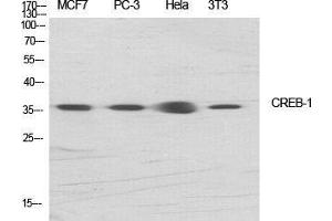 Western Blot (WB) analysis of specific cells using CREB-1 Polyclonal Antibody.