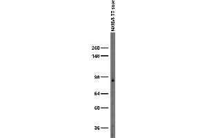Adult rat brain membrane immunoblot.