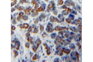 Used in DAB staining on fromalin fixed paraffin-embedded Pancreas tissue