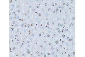 Immunohistochemistry of paraffin-embedded Mouse liver using HNF4A Polyclonal Antibody at dilution of 1:100 (40x lens). (HNF4A anticorps)