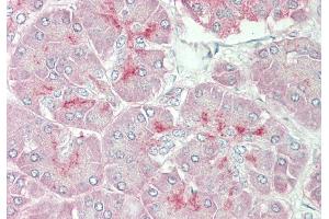 Rabbit Anti-ARSE antibody  Formalin Fixed Paraffin Embedded Tissue: Human Pancreas Primary antibody Concentration: 1:100 Secondary Antibody: Donkey anti-Rabbit-Cy3 Secondary Antibody Concentration: 1:200 Magnification: 20x Exposure Time: 0. (Arylsulfatase E anticorps  (Middle Region))