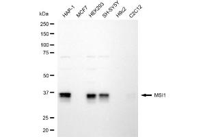 Western blotting analysis using MSI1 antibody (ABIN7799494).