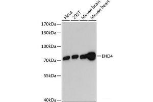 Western blot analysis of extracts of various cell lines using EHD4 Polyclonal Antibody at dilution of 1:3000. (EHD4 anticorps)