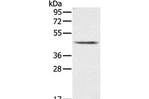 Western Blot analysis of K562 cell using PLTP Polyclonal Antibody at dilution of 1:200 (PLTP anticorps)