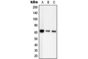 Western blot analysis of PAK2 (pS20) expression in HEK293T EGF-treated (A), Raw264. (PAK2 anticorps  (N-Term, pSer20))
