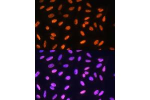 Immunofluorescence analysis of U2OS cells using MEIS1 Rabbit pAb (ABIN7268449) at dilution of 1:100. (MEIS1 anticorps)