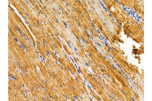 ABIN7095009 and ABIN7099065 at 1/100 staining rat muscle tissue by IHC-P.